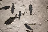 Museum Quality Fossil Fish Mortality Plate - Ready to Hang #370784-8
